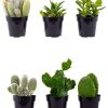 Burnaby Lake Greenhouses Mini Cacti + Succulents | Home Decor