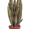 Burnaby Lake Greenhouses Snake Plant Variegated 6 | Home Decor