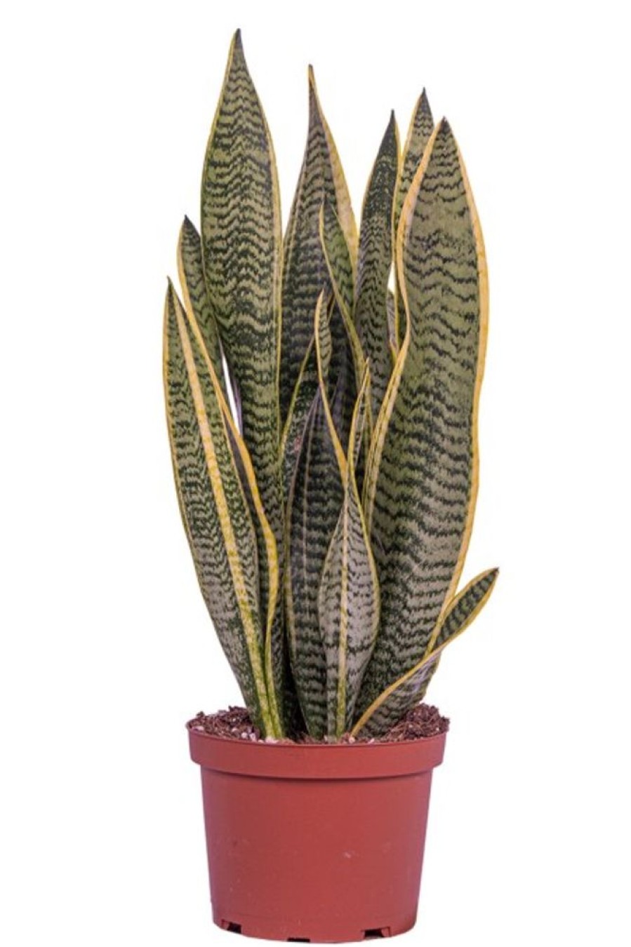 Burnaby Lake Greenhouses Snake Plant Variegated 6 | Home Decor