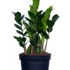 Burnaby Lake Greenhouses Zamioculcas 6 | Home Decor