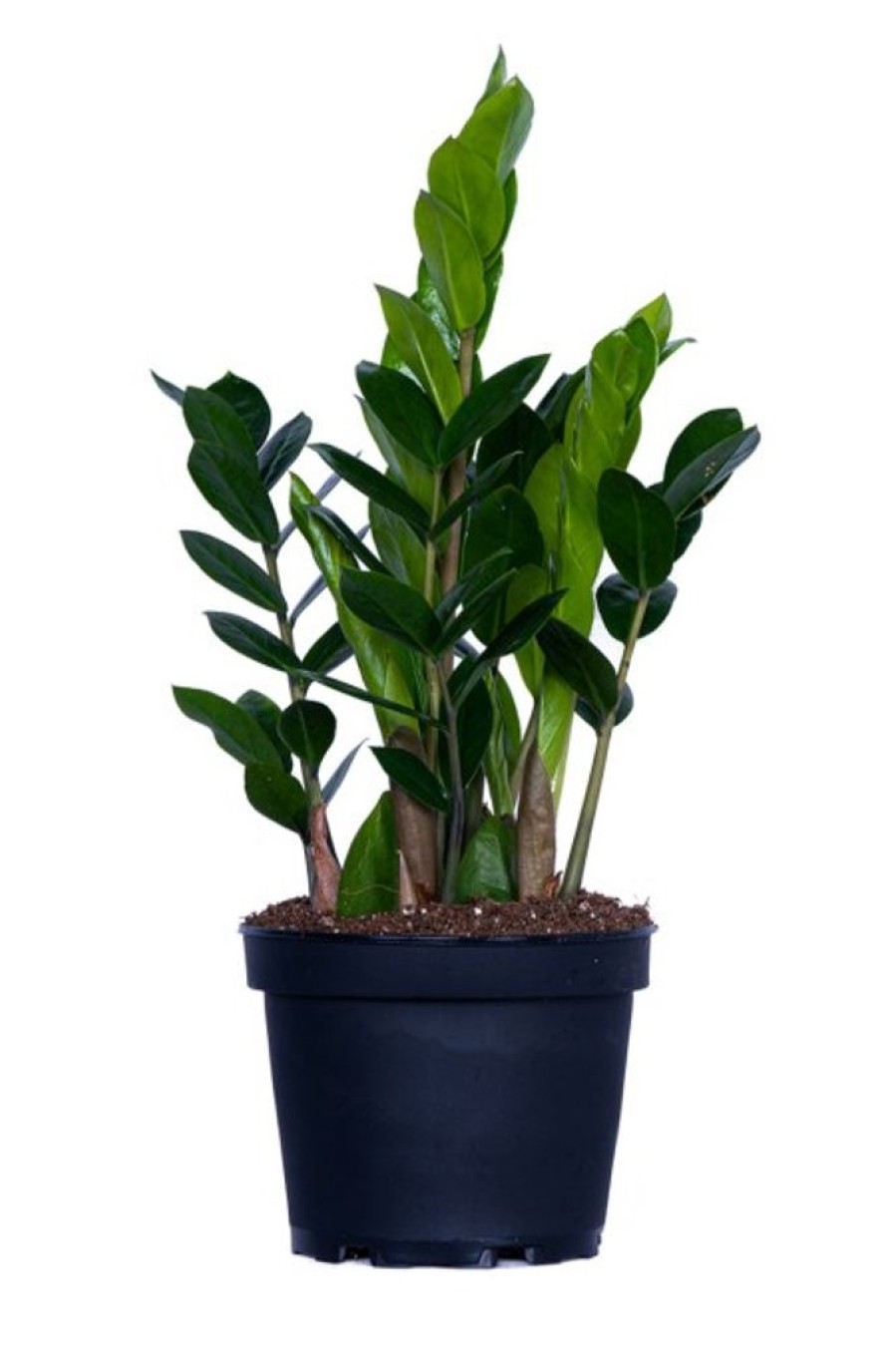 Burnaby Lake Greenhouses Zamioculcas 6 | Home Decor