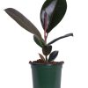 Burnaby Lake Greenhouses Ficus Decora Burgundy 6 | Home Decor