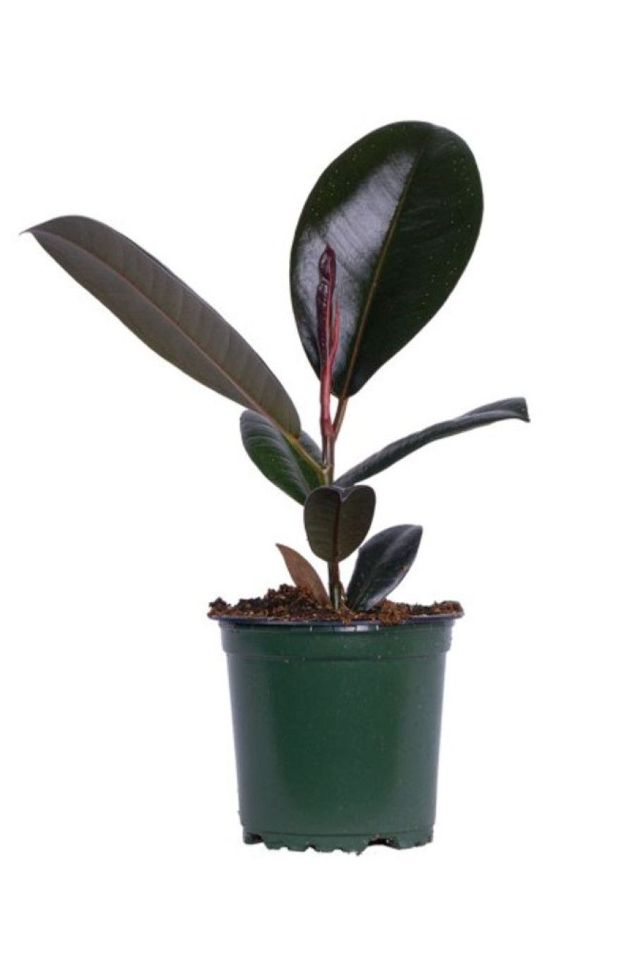 Burnaby Lake Greenhouses Ficus Decora Burgundy 6 | Home Decor