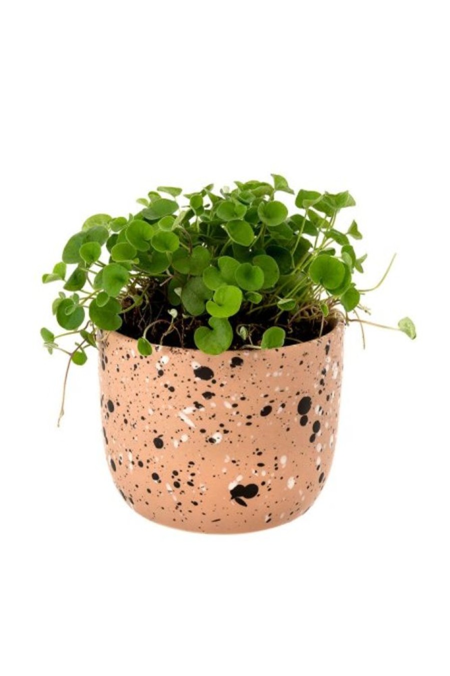 Indaba Trading Indaba Speckle Pot In Sierra | Home Decor