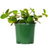 Burnaby Lake Greenhouses Peperomia Hope 4 (Out Of Stock) | Home Decor