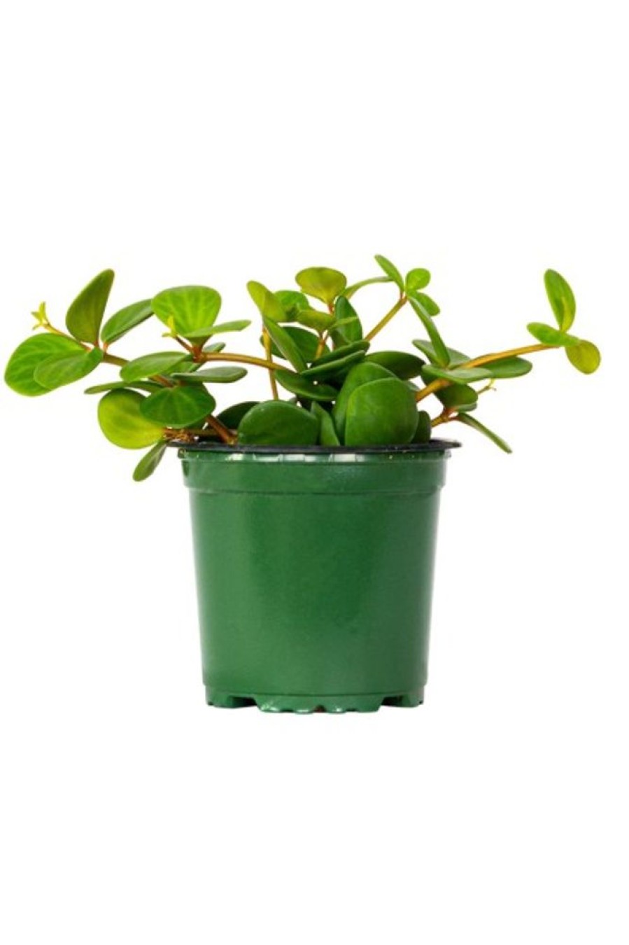 Burnaby Lake Greenhouses Peperomia Hope 4 (Out Of Stock) | Home Decor