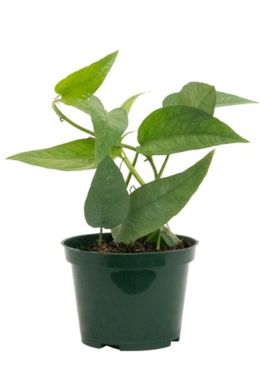 Burnaby Lake Greenhouses Pothos Cebu Blue 4 | Home Decor