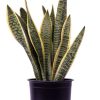 Burnaby Lake Greenhouses Snake Plant Variegated 8 | Home Decor