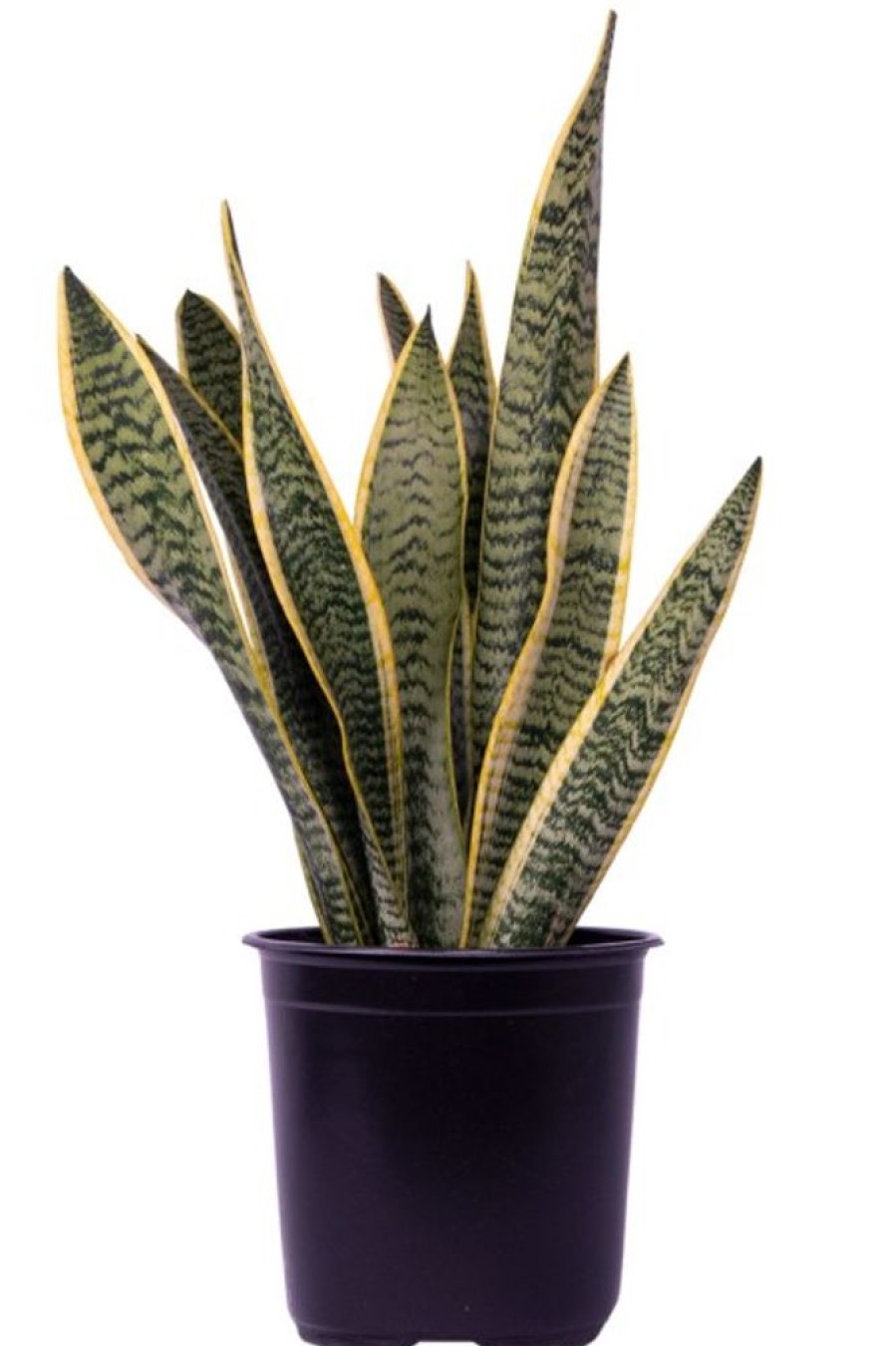 Burnaby Lake Greenhouses Snake Plant Variegated 8 | Home Decor