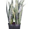 Burnaby Lake Greenhouses Snake Plant Black Coral 3 Gal | Home Decor