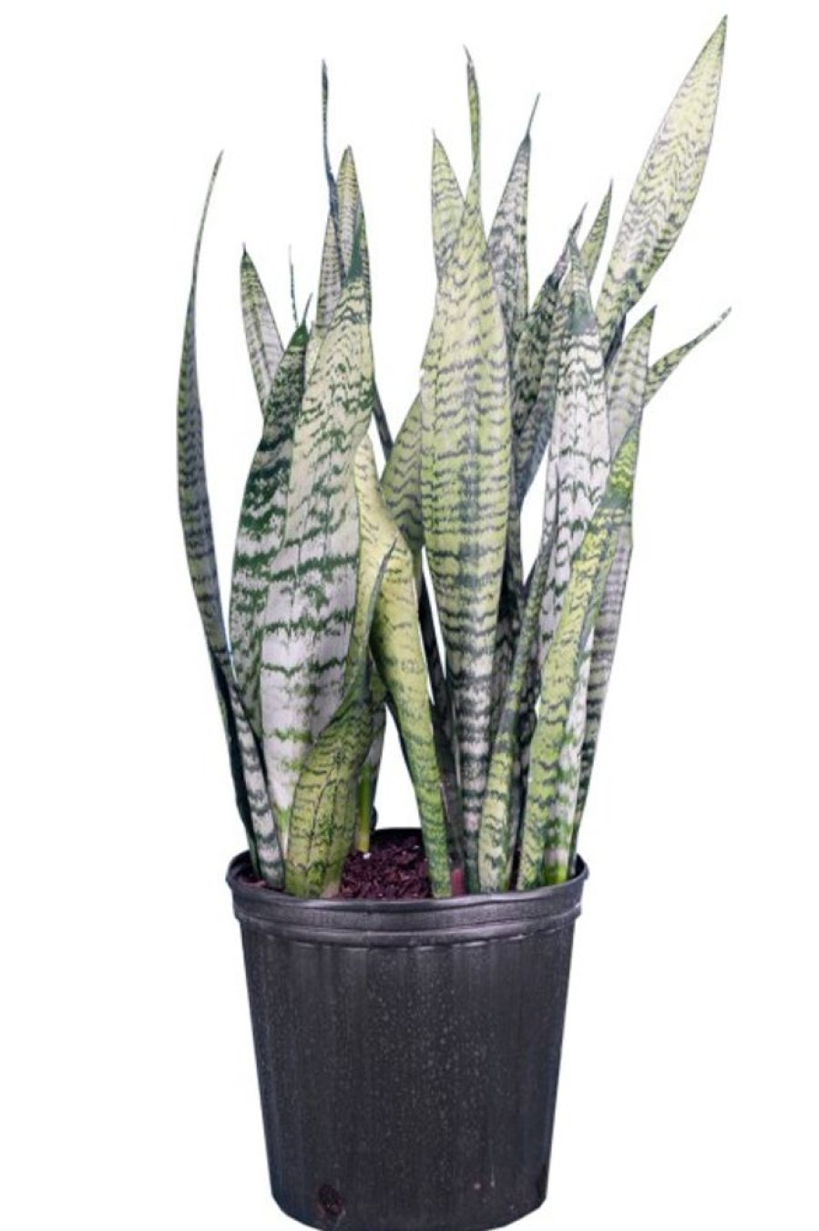 Burnaby Lake Greenhouses Snake Plant Black Coral 3 Gal | Home Decor