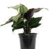 Burnaby Lake Greenhouses Calathea Beauty Star 4 | Home Decor