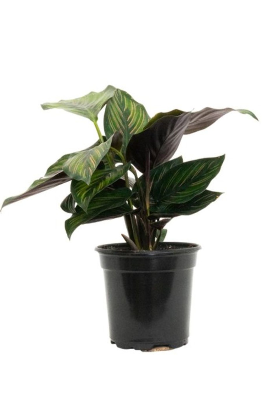 Burnaby Lake Greenhouses Calathea Beauty Star 4 | Home Decor