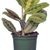 Burnaby Lake Greenhouses Prayer Plant Red 4 | Home Decor