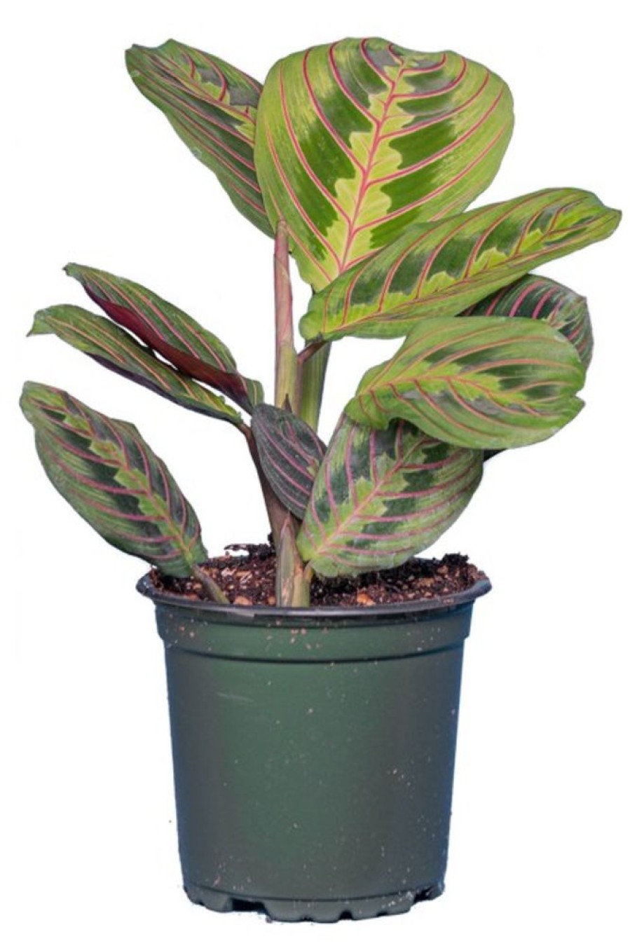 Burnaby Lake Greenhouses Prayer Plant Red 4 | Home Decor