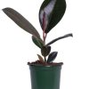 Burnaby Lake Greenhouses Ficus Decora Burgundy 4 | Home Decor