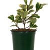 Burnaby Lake Greenhouses Ficus Triangularis Vareigated 4 | Home Decor