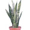 Burnaby Lake Greenhouses Snake Plant Green 6 | Home Decor