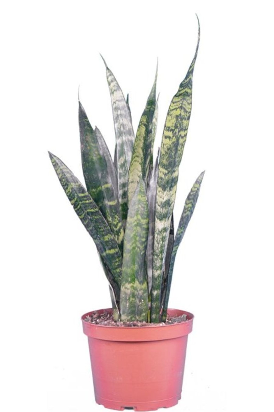 Burnaby Lake Greenhouses Snake Plant Green 6 | Home Decor