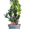 Burnaby Lake Greenhouses Zamioculcas 8 | Home Decor