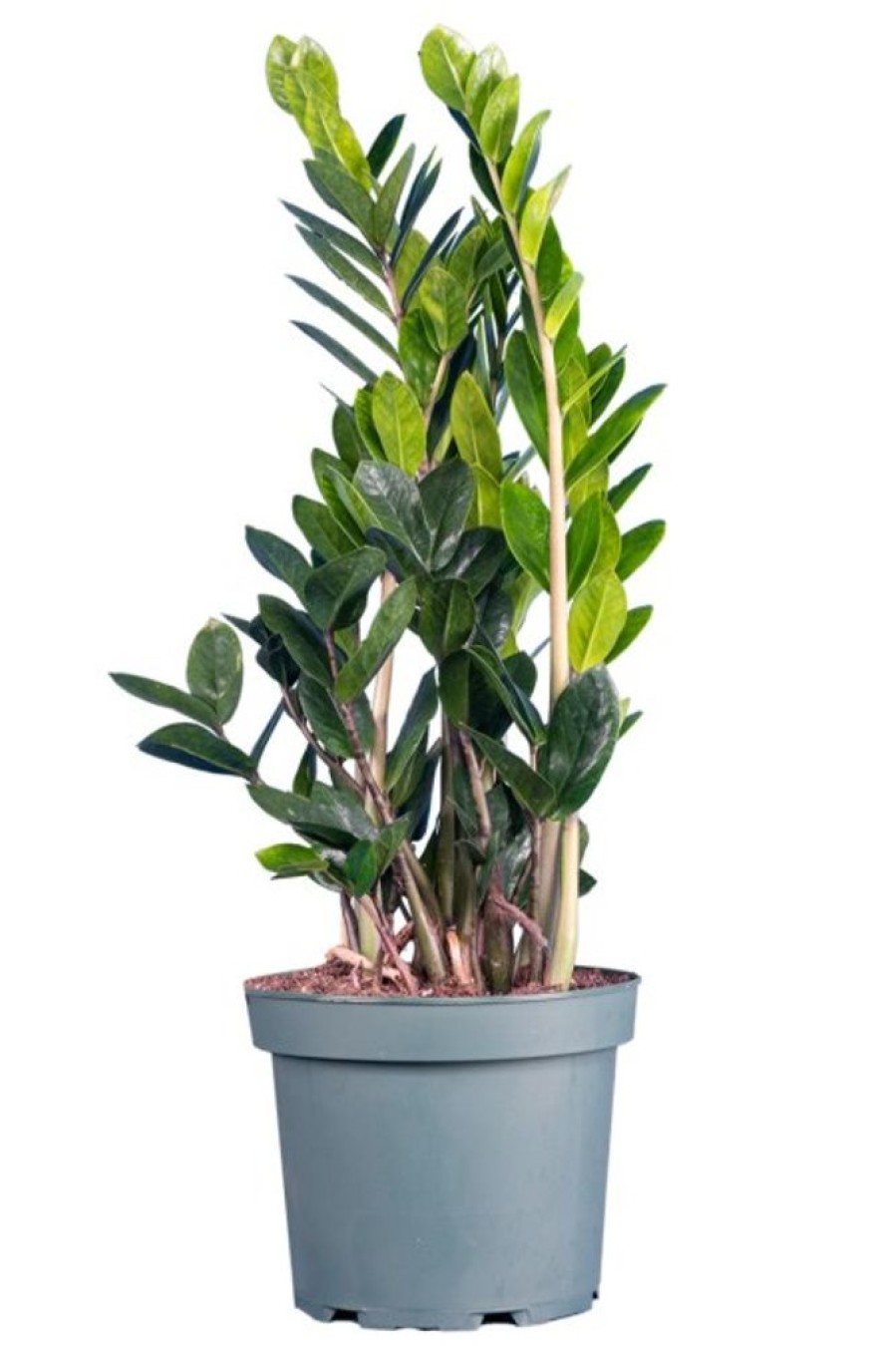 Burnaby Lake Greenhouses Zamioculcas 8 | Home Decor