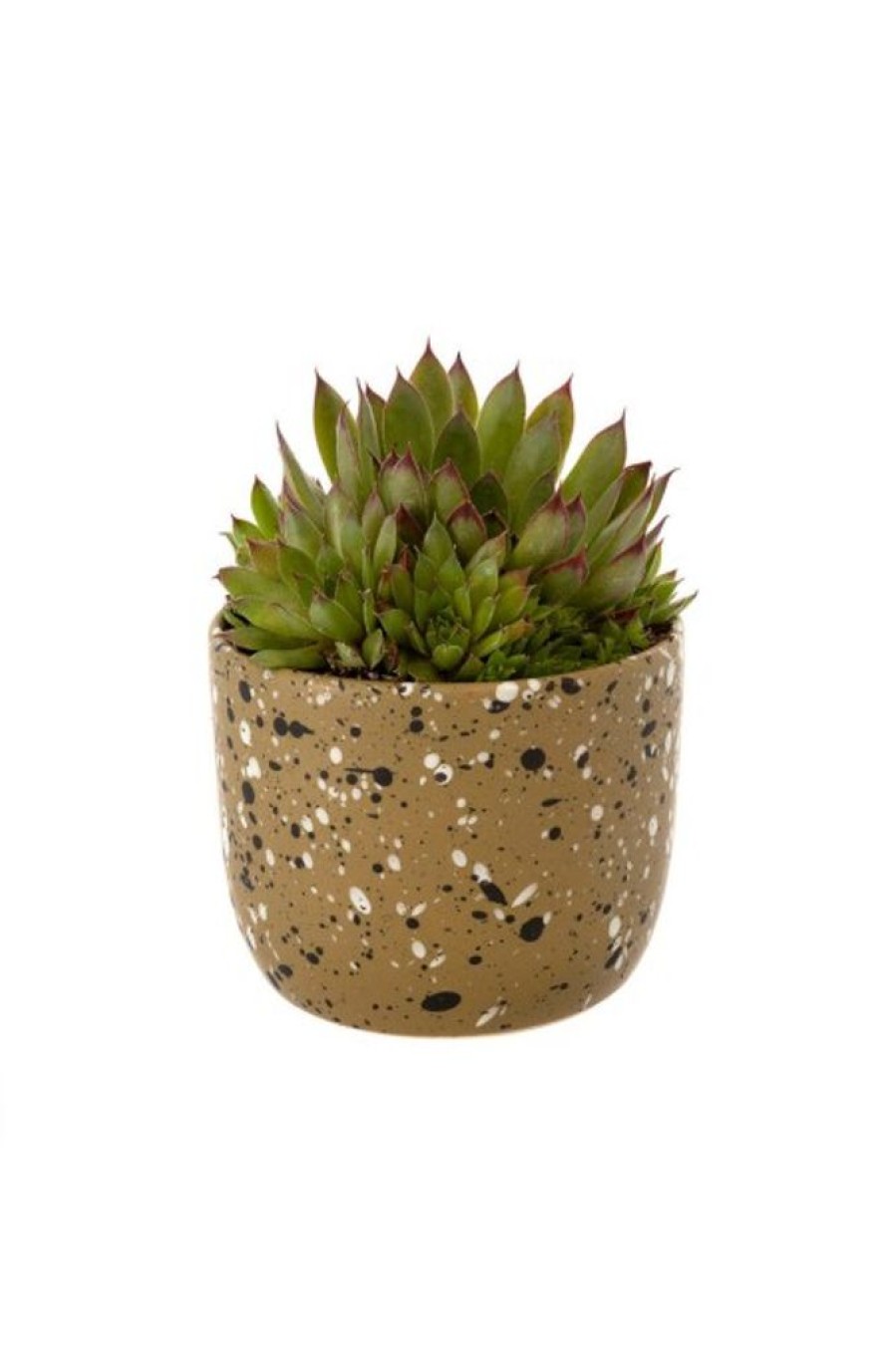 Indaba Trading Indaba Speckle Pot In Olive | Home Decor