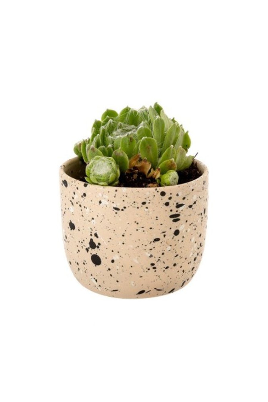 Indaba Trading Indaba Speckle Pot In Ecru | Home Decor