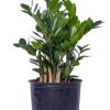 Burnaby Lake Greenhouses Zamioculcas 3 Gal | Home Decor