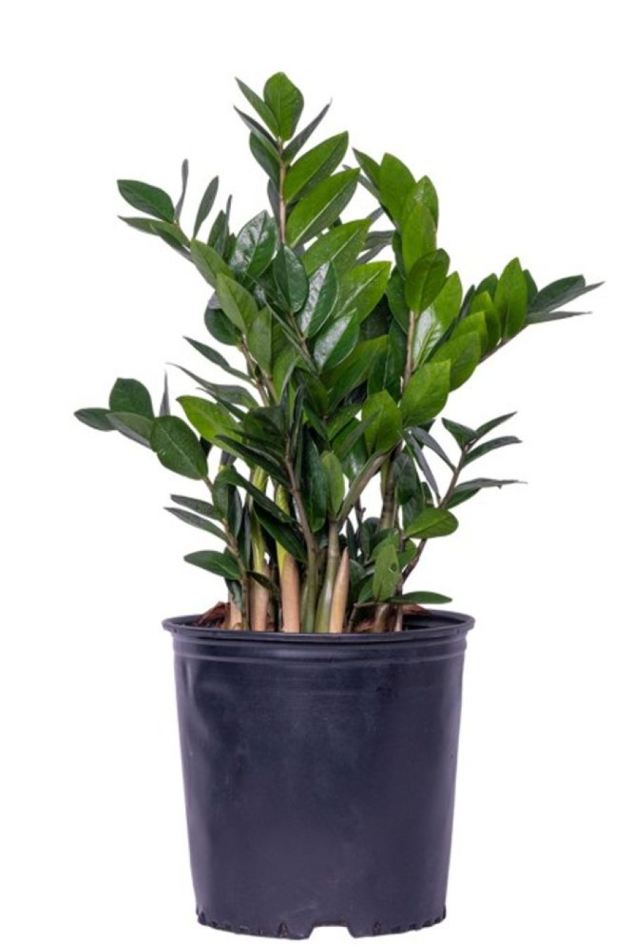 Burnaby Lake Greenhouses Zamioculcas 3 Gal | Home Decor