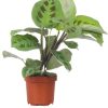 Burnaby Lake Greenhouses Prayer Plant Green 4 | Home Decor