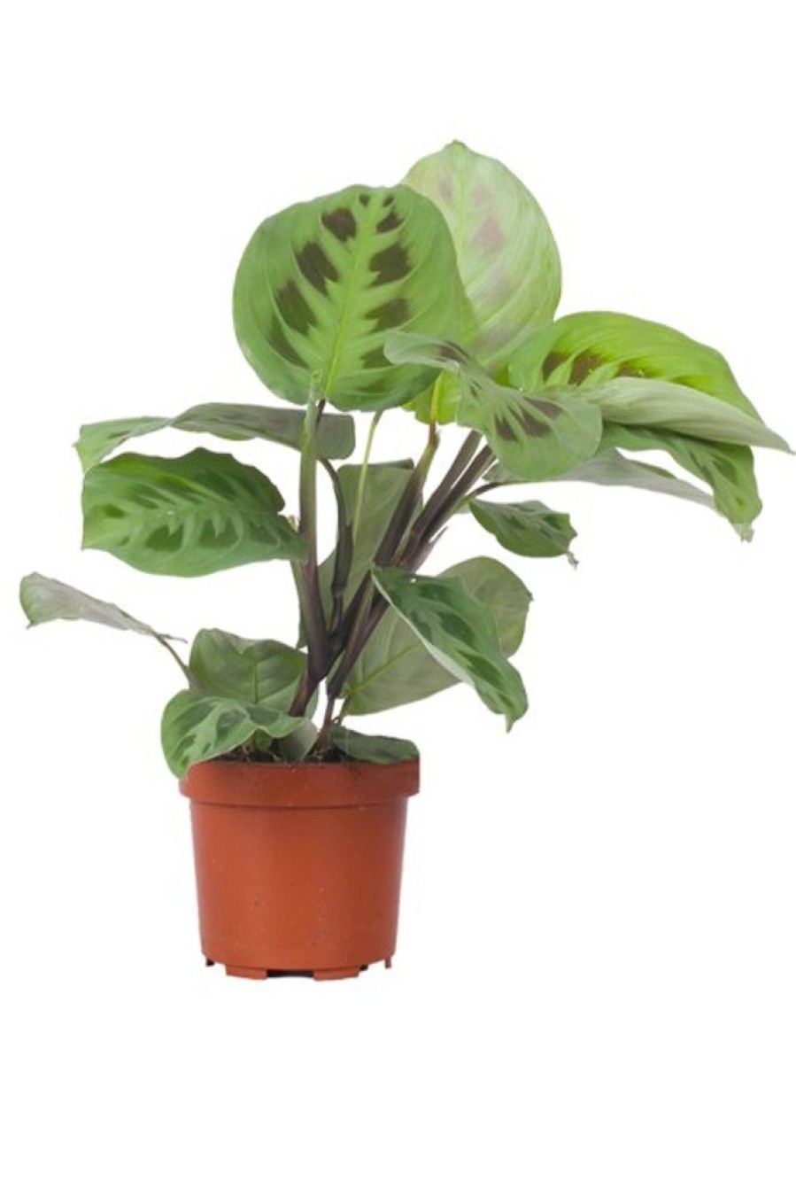 Burnaby Lake Greenhouses Prayer Plant Green 4 | Home Decor