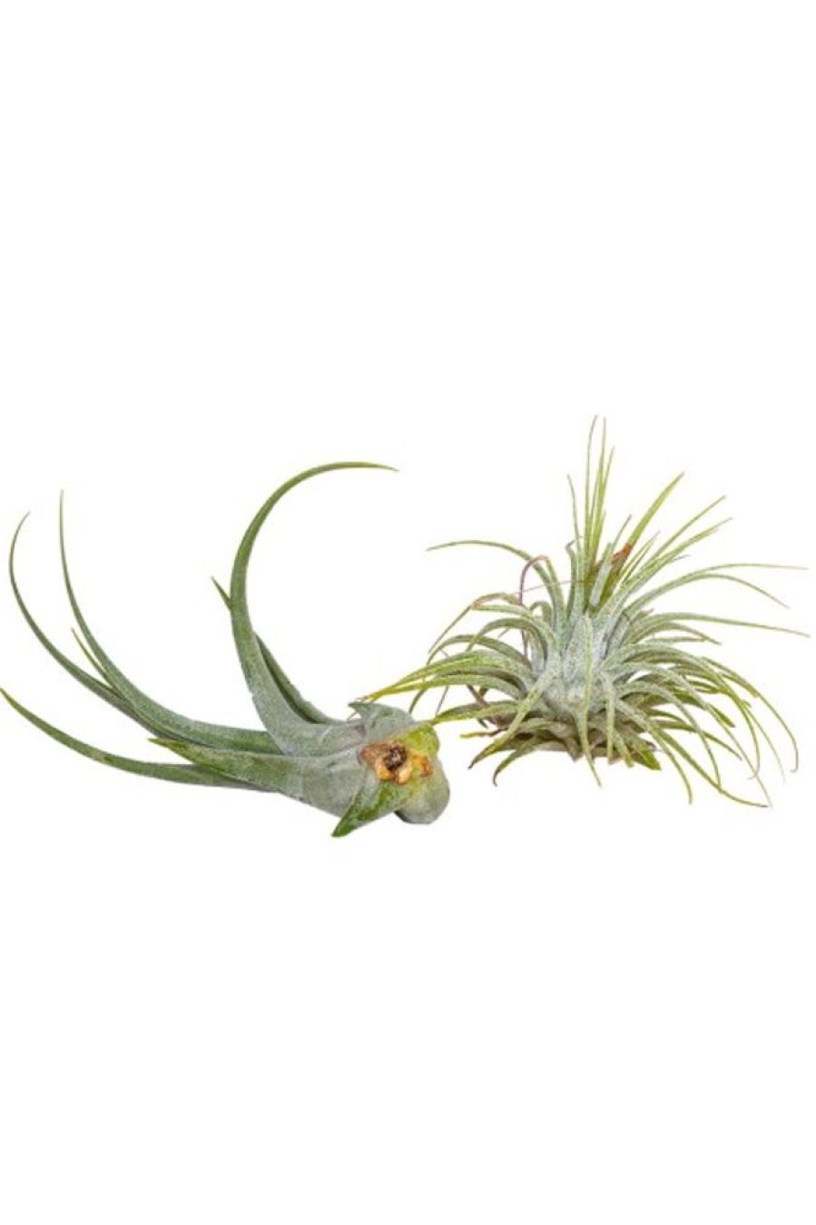 Burnaby Lake Greenhouses Tillandsia | Home Decor