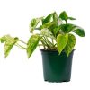 Burnaby Lake Greenhouses Pothos Marble Queen 4 | Home Decor