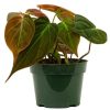 Burnaby Lake Greenhouses Philodendron Micans 4 | Home Decor