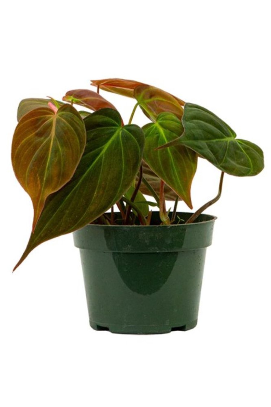 Burnaby Lake Greenhouses Philodendron Micans 4 | Home Decor