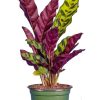 Burnaby Lake Greenhouses Calathea Lancifolia 4 | Home Decor