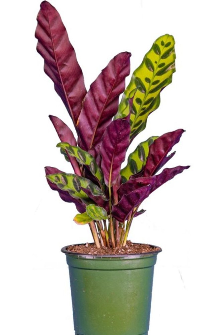 Burnaby Lake Greenhouses Calathea Lancifolia 4 | Home Decor