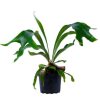 Burnaby Lake Greenhouses Staghorn Fern 6 | Home Decor