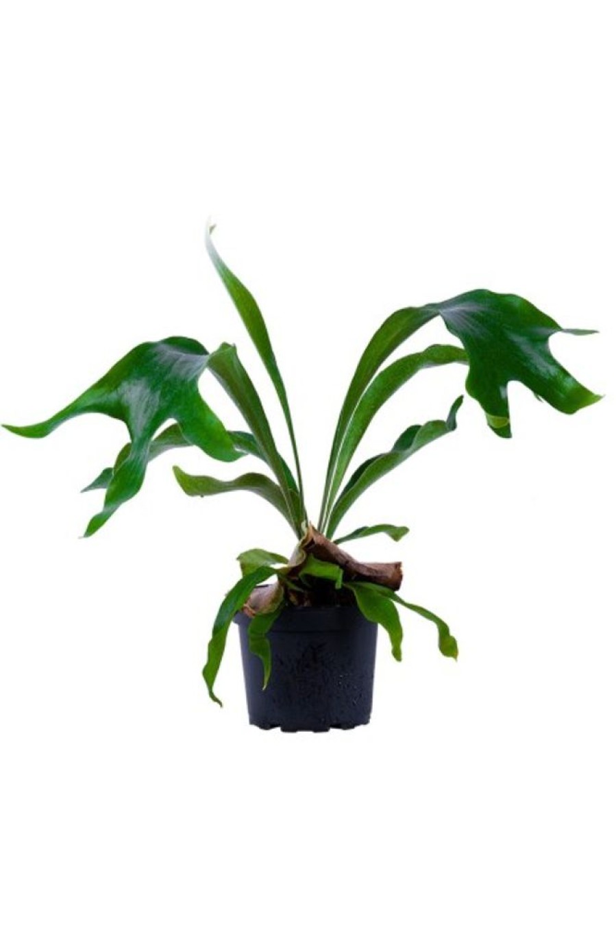 Burnaby Lake Greenhouses Staghorn Fern 6 | Home Decor