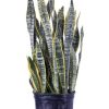 Burnaby Lake Greenhouses Snake Plant Veriegated 3 Gal | Home Decor