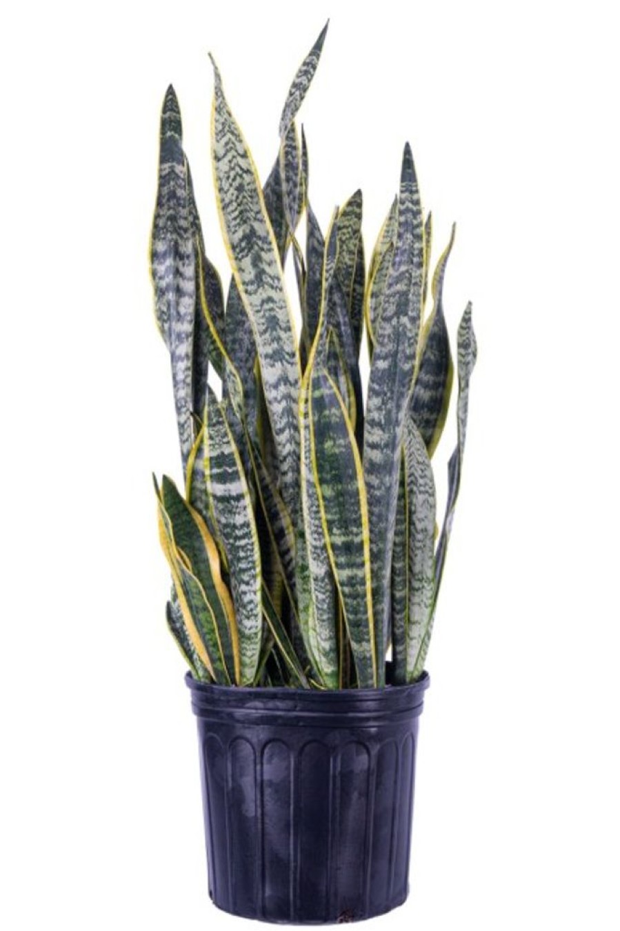 Burnaby Lake Greenhouses Snake Plant Veriegated 3 Gal | Home Decor