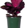 Burnaby Lake Greenhouses Calathea Roseo Picta 4 | Home Decor