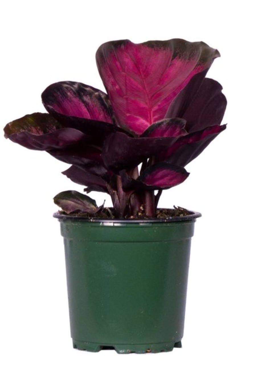 Burnaby Lake Greenhouses Calathea Roseo Picta 4 | Home Decor