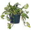 Burnaby Lake Greenhouses Pothos Marble Queen 8 Basket | Home Decor