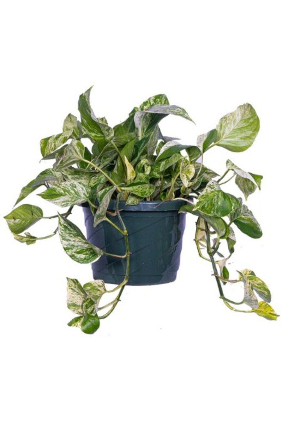 Burnaby Lake Greenhouses Pothos Marble Queen 8 Basket | Home Decor